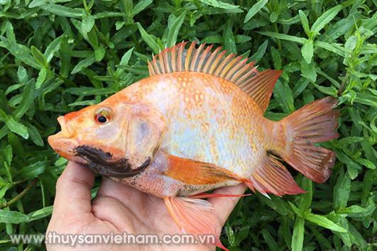 Hướng dẫn phòng, chống bệnh Tilapia lake virus (TiLV) trên cá rô phi