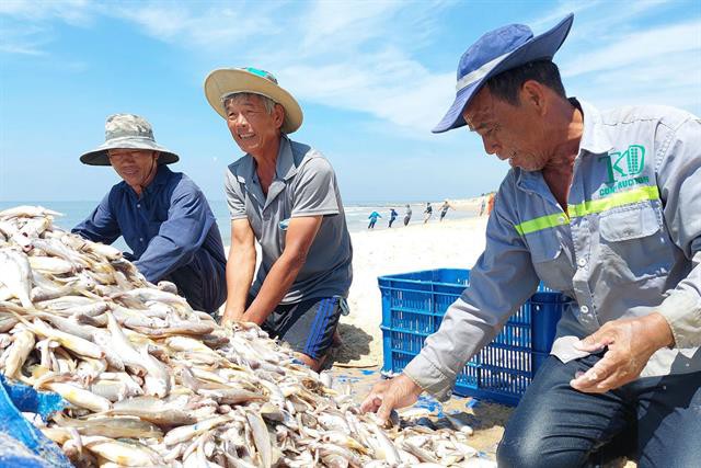 Nghề lưới rùng trên biển Long Hải