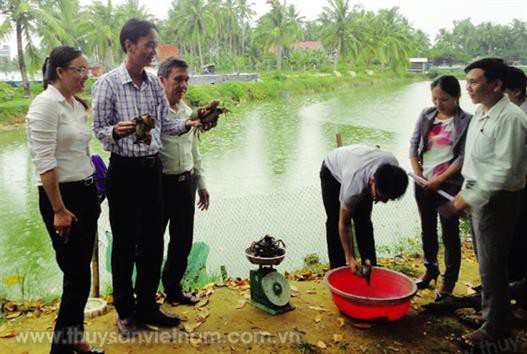 Bình Định: Khấm khá nhờ nuôi cua xanh thương phẩm