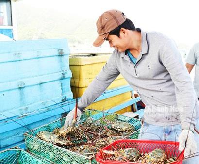 Khánh Hòa: Bình Ba trúng đậm tôm hùm