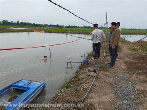 Đồng Tháp: Hiệu quả mô hình nuôi cá chạch lấu tại Tam Nông
