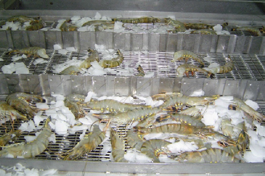 Kho lạnh quá tải trầm trọng, không còn chỗ chứa cá tra, tôm