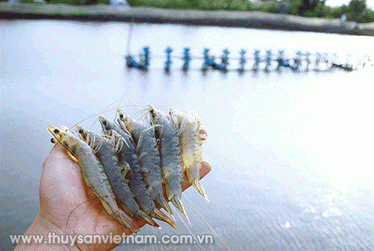 Khơi dậy tiềm năng thủy sản miền Bắc