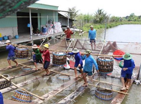 Trà Vinh khuyến khích nông dân khôi phục diện tích nuôi cá tra
