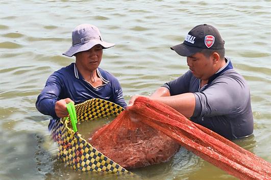 Khuyến cáo cho nuôi tôm nước lợ 2019 ở Sóc Trăng
