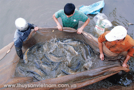 Khuyến ngư 2019: Nổi bật chương trình “5 mới”