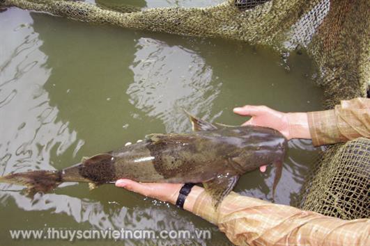 Kỹ thuật nuôi thương phẩm cá chiên trong lồng