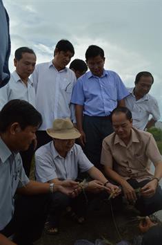 Kiên Giang: Diện tích tôm càng xanh tăng mạnh