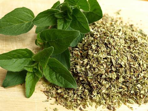 Bổ sung lá kinh giới khô vào thức ăn của cá rô phi