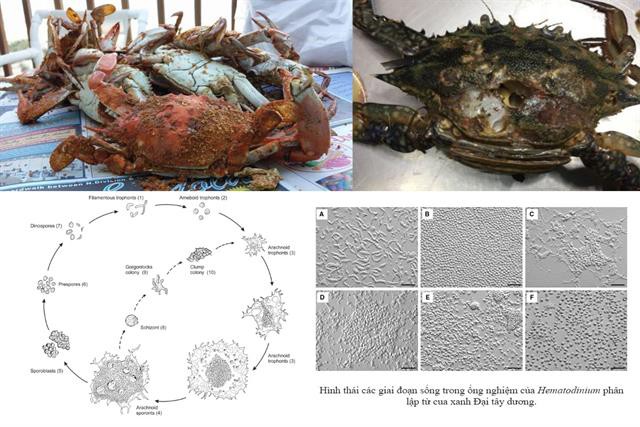 Ký sinh trùng Hematodinium trên các loài giáp xác