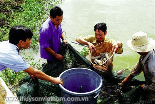 Kỹ thuật nuôi cá chình năng suất cao