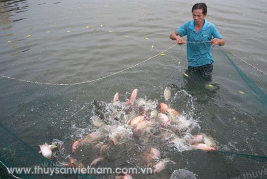 Kỹ thuật nuôi cá rô phi cho năng suất cao