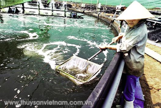 Kỹ thuật nuôi tôm bể nổi