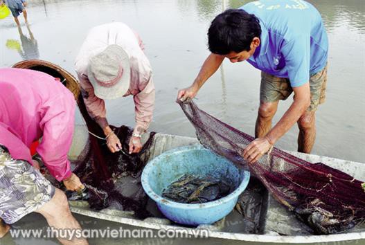 Kỹ thuật nuôi tôm càng xanh không có lũ