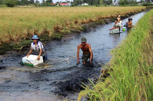 Lãi cao, người dân đổ xô nuôi tôm càng xanh làm diện tích tăng vọt