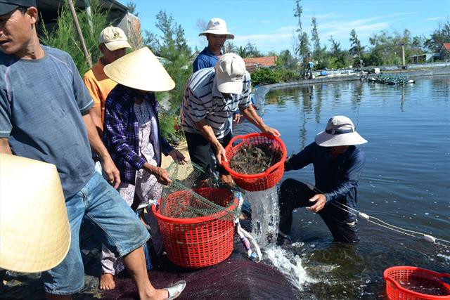 Sử dụng hay lạm dụng kháng sinh trong thủy sản