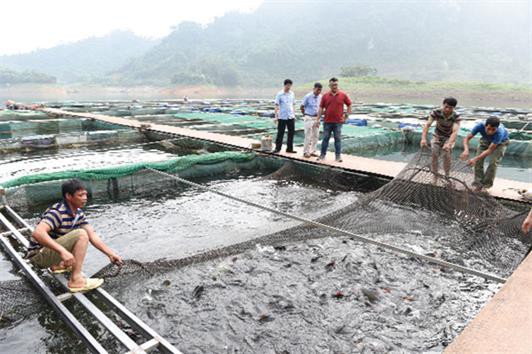 Tuyên Quang: Hướng làm giàu từ cá đặc sản
