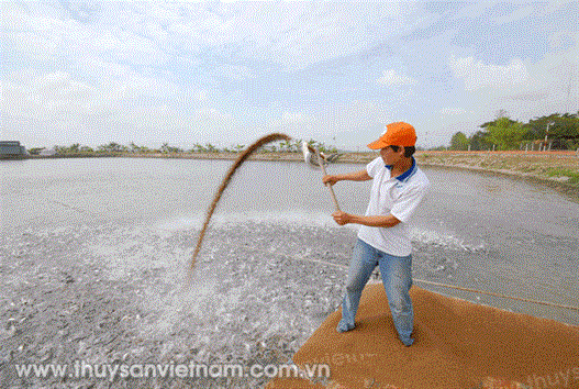 Lợi nhuận hài hòa từ nuôi gia công cá tra