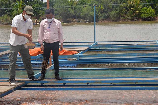 Cá nuôi bè trên sông Tiền chết không phải do nước mặn