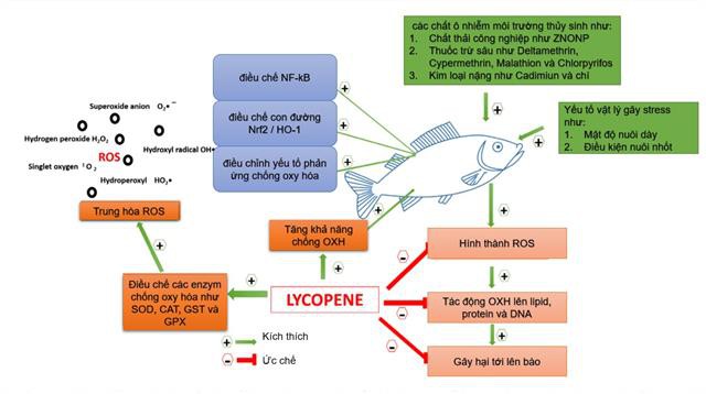 Lycopene nguồn gốc tự nhiên và ứng dụng trong thủy sản