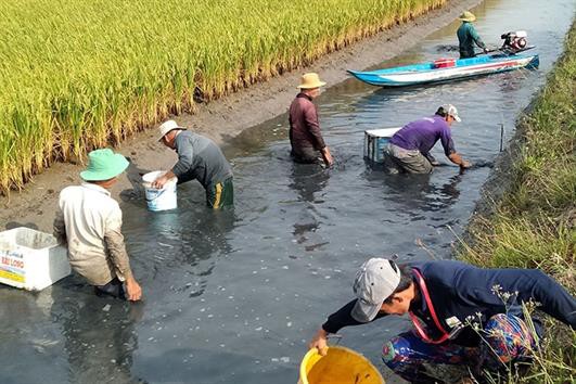 Các mô hình nuôi tôm kết hợp có hiệu quả cao hiện nay