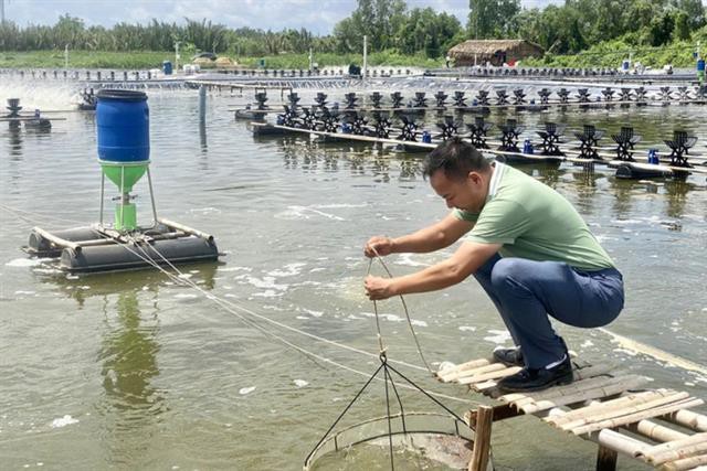 Giá tôm nguyên liệu tiếp tục giảm sâu, còn 60.000 đồng/kg