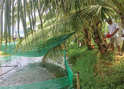Đà Nẵng: Muốn giàu nuôi cá muốn khá cũng nuôi cá