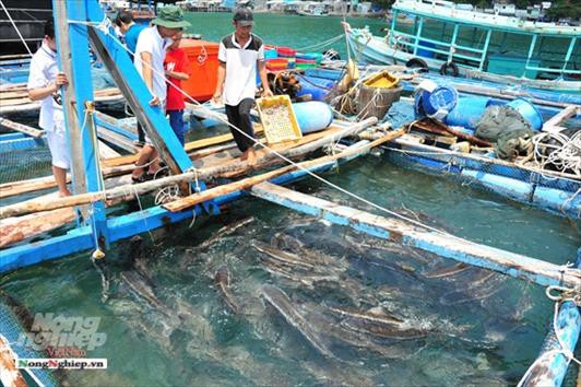 Phát triển nghề nuôi cá bớp biển tại Kiên Giang