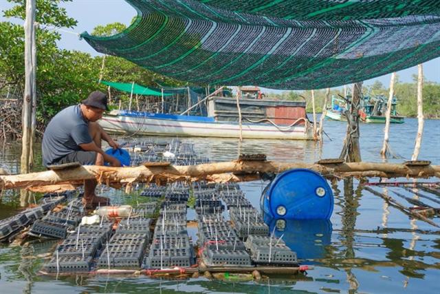 Mô hình nuôi cua biển sáng tạo mang lại hiệu quả kinh tế cao