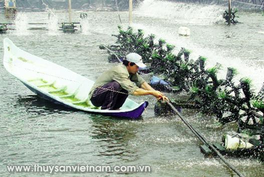 Cà Mau: Nhiều mô hình nuôi tôm hiệu quả