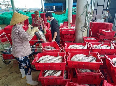 Phú Yên: Mỗi tàu lãi hàng trăm triệu đồng