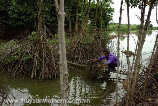 Một số biện pháp kỹ thuật nuôi tôm sinh thái trong rừng ngập mặn