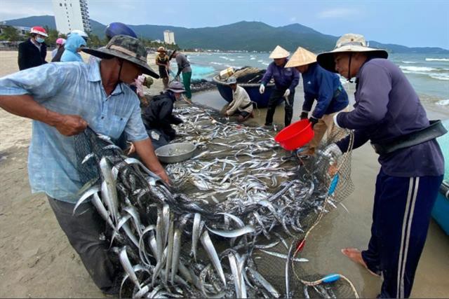 Kéo lưới gần bờ ngư dân được mùa cá hố, cá rọc