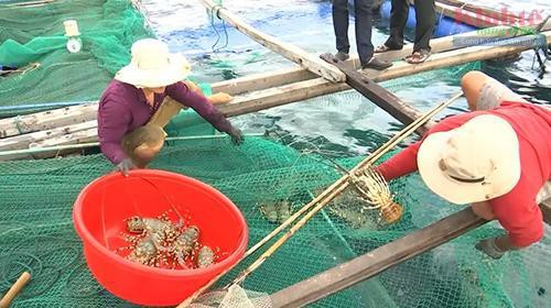 Khánh Hòa: Mùa xuân với nghề nuôi tôm hùm ở vịnh Vân Phong