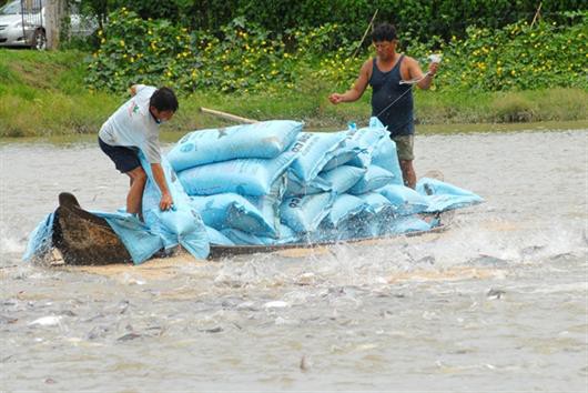 Năm 2018 - Đánh dấu cá tra xuất khẩu tăng trưởng ngoạn mục