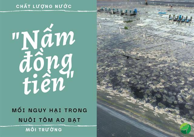 Khử nấm đồng tiền trong ao bạt