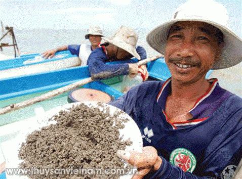 Nâng cao chất lượng giống sò huyết