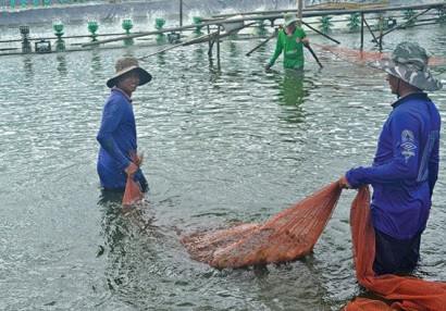 Cà Mau: Hướng đi nâng cao giá trị con tôm Đầm Dơi