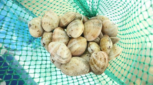 Ngao 2 cùi tiền tỷ dính đòn COVID-19: Bán không được, để chẳng đành