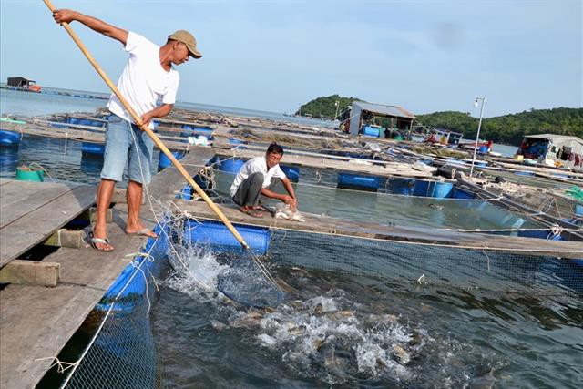 Nghề nuôi "cá bạc tỷ" ở Sơn Hải