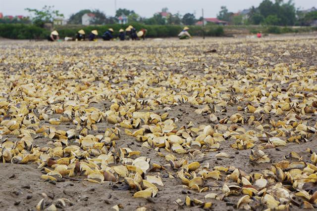 Một số khuyến cáo trong nuôi ngao khi thời tiết nắng nóng