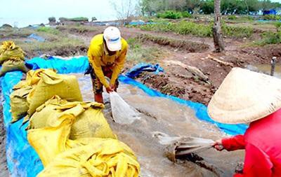 Cà Mau: “Gió mới” ở làng nghêu Khai Long