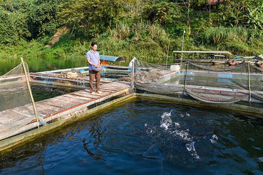 Tuyên Quang: Người dân Nà Lạ nuôi cá lồng hiệu quả