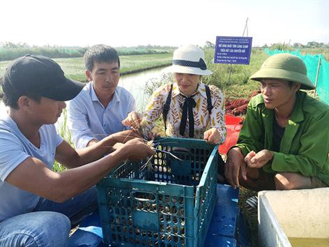 Quảng Bình: Nhân rộng mô hình nuôi tôm càng xanh trên đất lúa chuyển đổi
