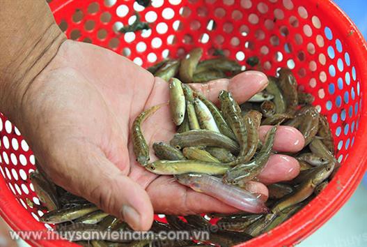ĐBSCL: Nhiều loại cá giống nước ngọt tăng giá mạnh
