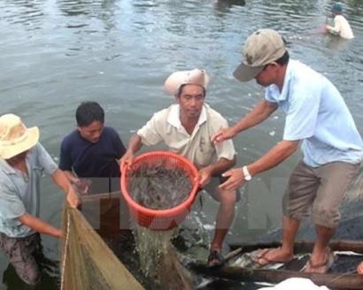 Kiên Giang: Nhiều giải pháp nuôi tôm an toàn và hiệu quả