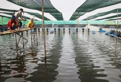 Nông dân Cà Mau nuôi tôm 'siêu thâm canh'