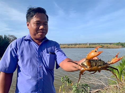 Trà Vinh: Nông dân phấn khởi từ dự án nuôi cua quảng canh