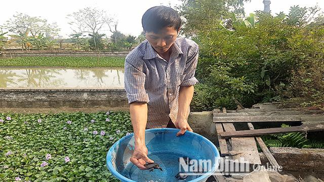 Nuôi ba ba "khổng lồ" trong ao bèo, bán thịt, bán giống thu nửa tỷ