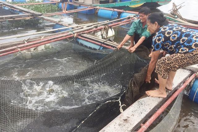 Người nuôi cá lồng bè, ốc hương ở Hà Tĩnh “mỏi mắt” chờ… thu mua